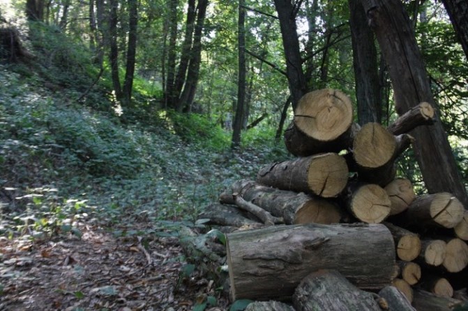 Avviso Asta Pubblica per il taglio e la vendita di materiale legnoso – Loc. “Macchia di Magliano”